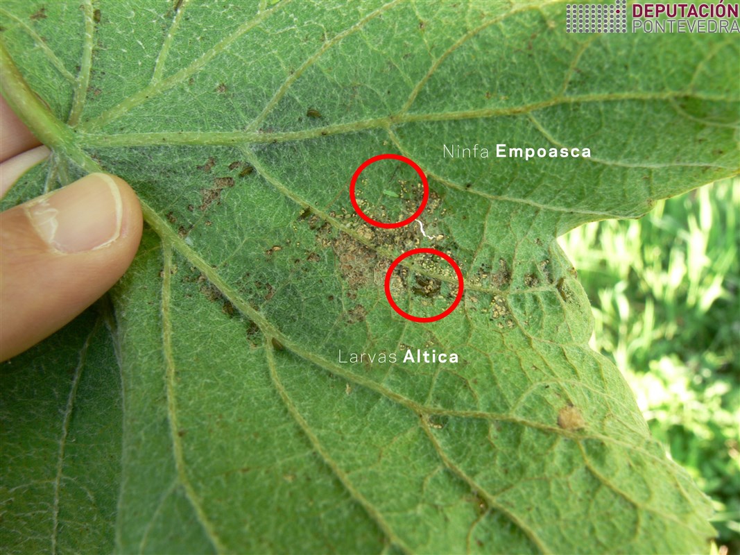 Larvas jovenes de Altica y sintomas junto a ninfa de Empoasca.jpg